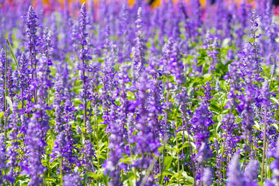 Full frame shot of purple flowering plants on field