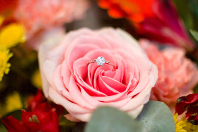 Close-up of engagement ring on pink rose