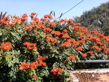 Close-up of red flowers