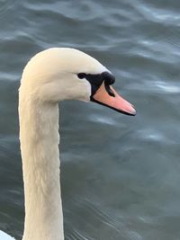 Close-up of swan swimming in lake