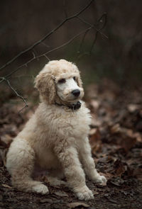 Close-up of dog sitting outdoors