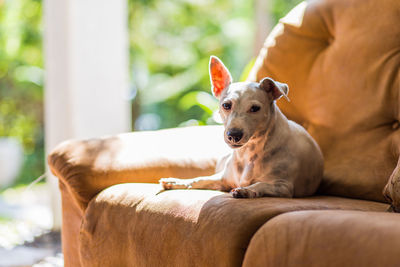 Portrait of dog relaxing on sofa