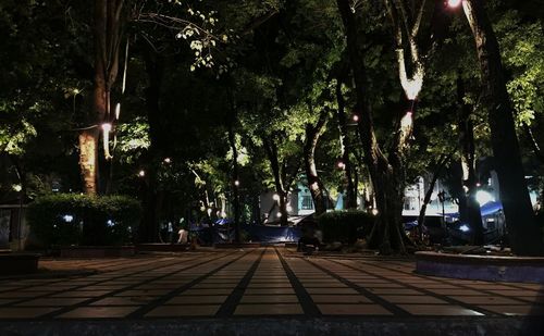 Illuminated trees in park at night