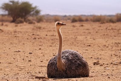 Bird on rock