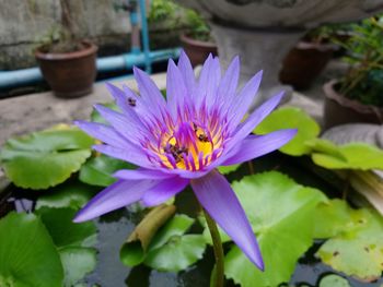 Close-up of lotus water lily in pond