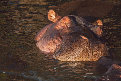 Hippos in a lake