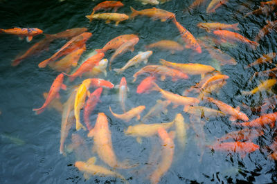 High angle view of koi carp swimming in pond