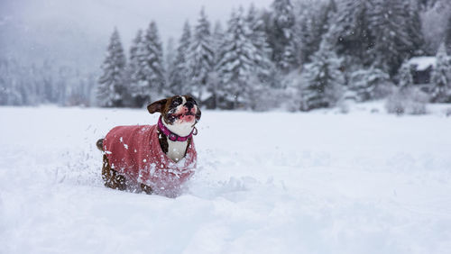 Person in snow on land