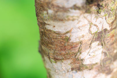 Close-up of tree stump