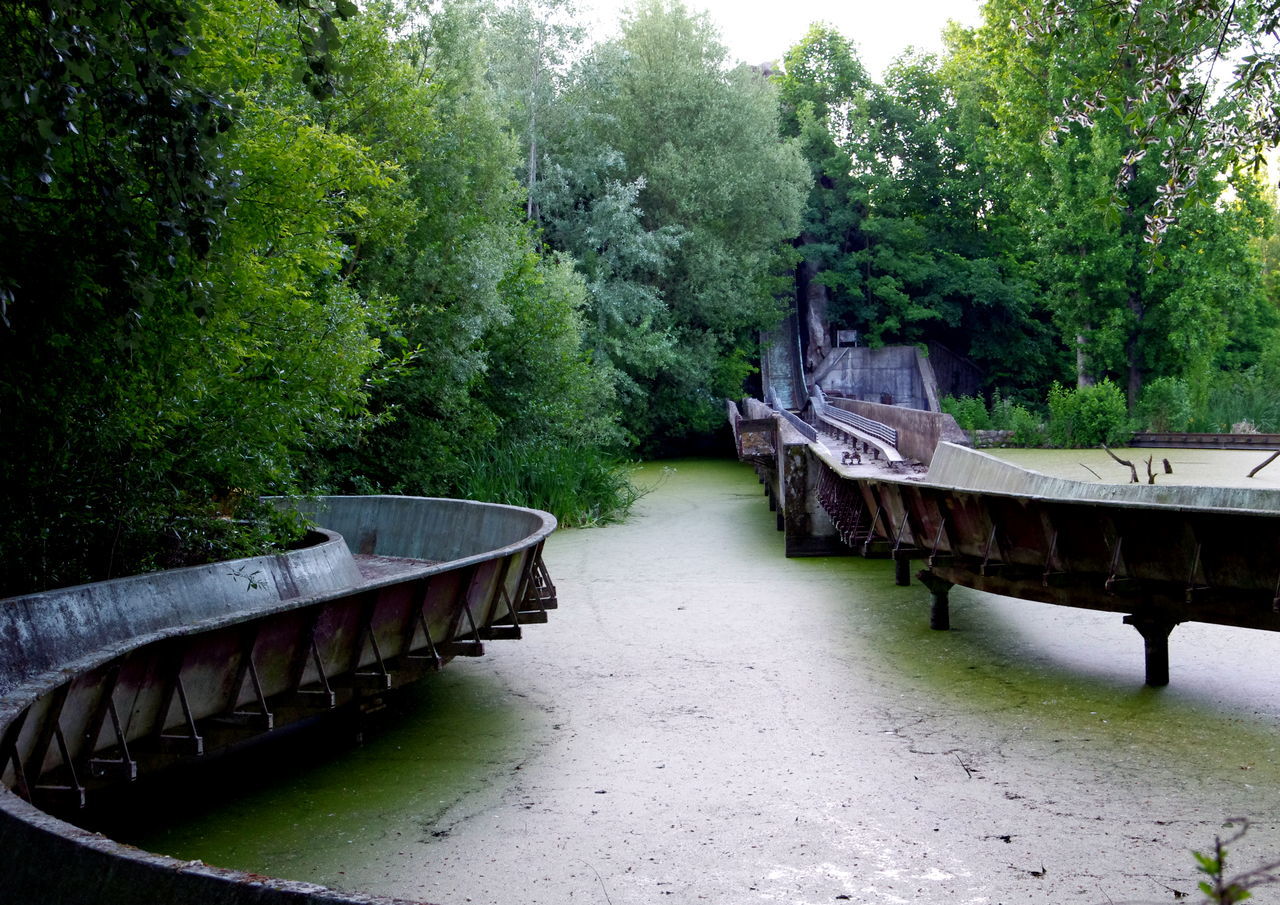 VIEW OF RIVER IN FOREST