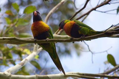 Low angle view of parrot perching on branch