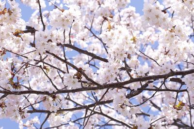 Low angle view of cherry blossom