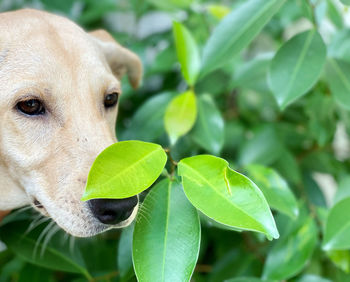 Close-up of a dog