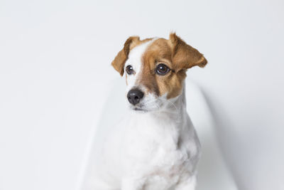 Dog looking away while sitting against white background