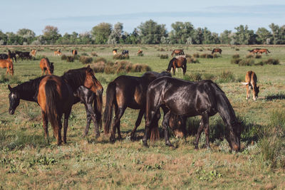 Horses grazing in a field