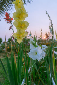 Close-up of flowering plants on field against sky