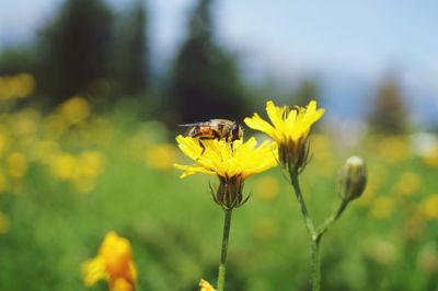 Close-up of bee on yellow flower