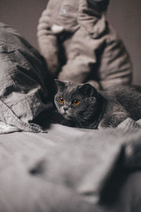 Portrait of cat relaxing