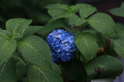 Close-up of purple hydrangea flowers