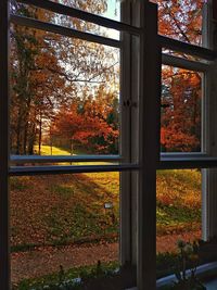 Trees growing in forest seen through window during autumn