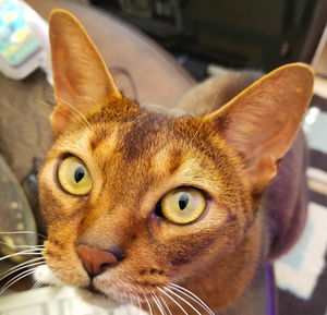 Close-up portrait of a cat