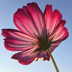 Close-up of pink flower