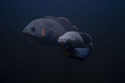 Close-up of fish swimming in sea