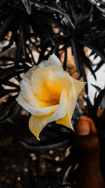 Close-up of hand holding yellow flower