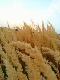 Close-up of plants on field against sky