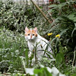 Portrait of kitten on flower