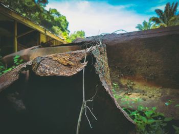 Close-up of rusty rope against trees