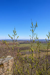Plants growing on land against clear blue sky