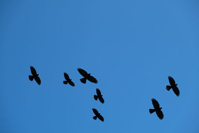 Low angle view of birds flying in sky