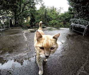 Portrait of cat