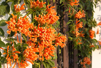 Close-up of orange flowering plants