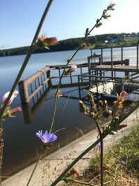 Close-up of flowering plants against lake