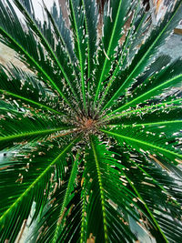 High angle view of palm tree