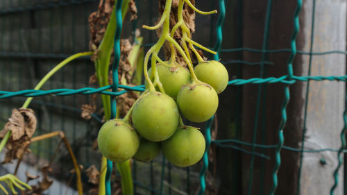 Close-up of fruits growing on plant