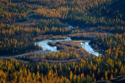 Scenic view of forest during autumn