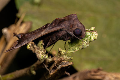 Close-up of insect on plant