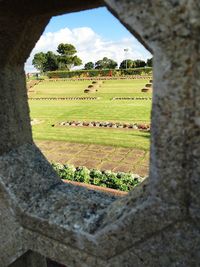 Trees on grassy field