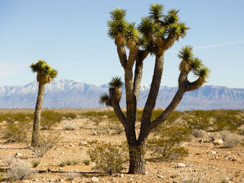Joshua trees in arid southwestern utah field during a sunny winter day