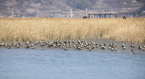 Flock of birds in the lake