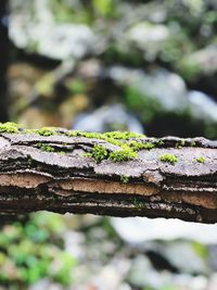 Close-up of lichen growing on tree