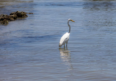 Bird in a lake