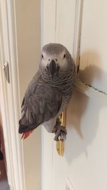 Close-up of parrot perching on wall at home