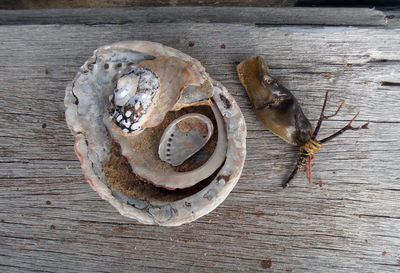 Close-up of seashell with shark egg on table