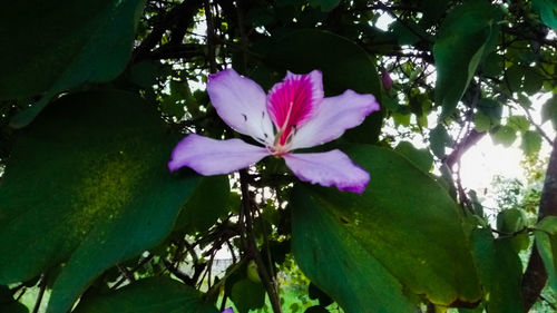 Close-up of pink flowers