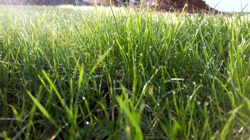 Plants growing on grassy field