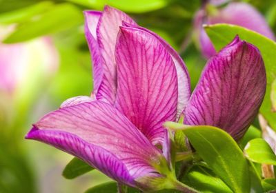 Close-up of pink flowering plant